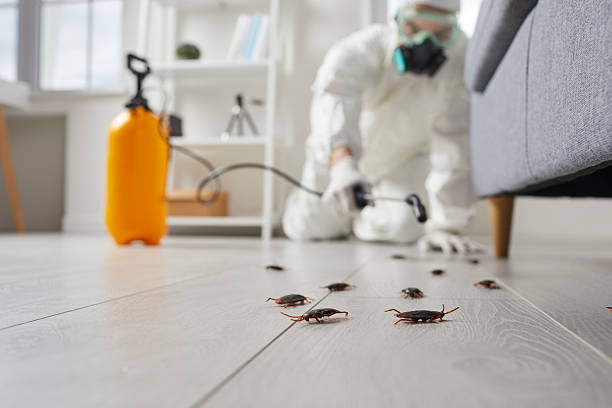 Commercial Kitchen Cockroach Control in Woodward